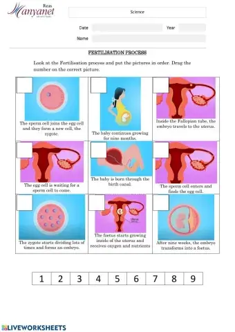Fertilisation and pregnancy