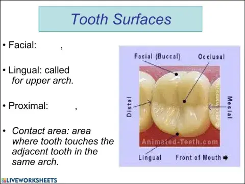 Tooth surfaces