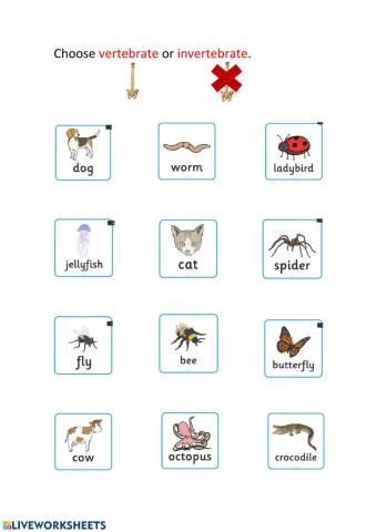Vertebrate or Invertebrate