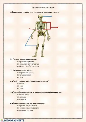 Човешко тяло