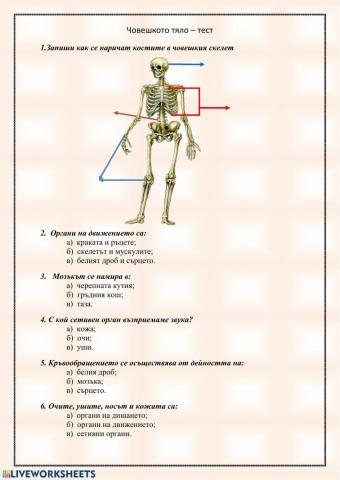 Човешко тяло