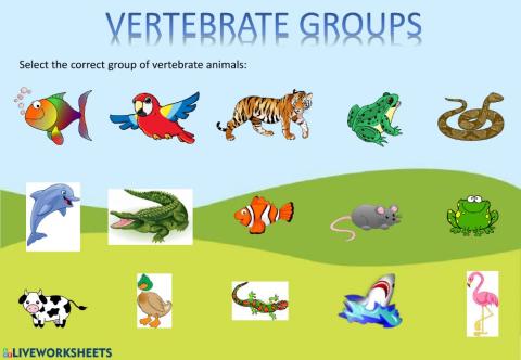 Vertebrate groups