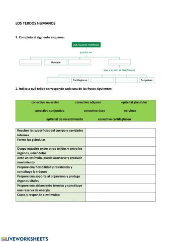 Los tejidos humanos