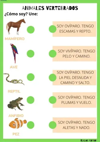 Animales vertebrados