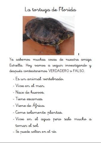 La tortuga de florida