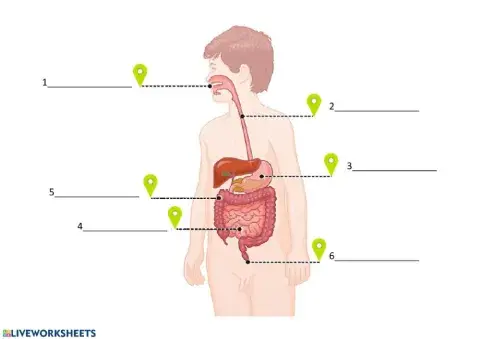 Digestive System