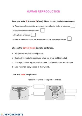 Human reproduction