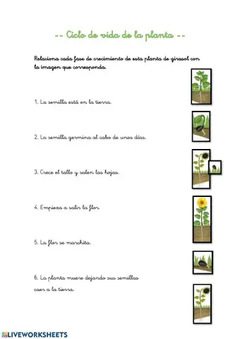 Ciclo de vida de una planta