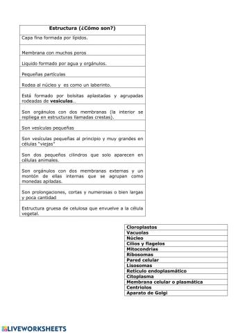 Orgánulos célula eucariota