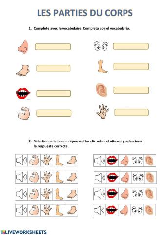 Les parties du corps