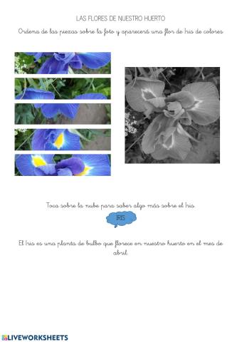 Puzzle: Flor de Iris