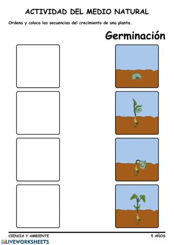 Germinación