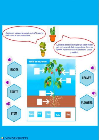Partes de la planta