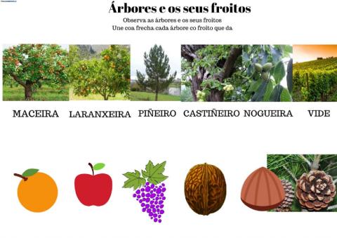 As árbores e os seus froitos