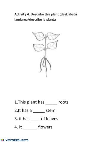 Describe a plant