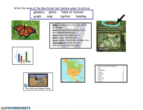 Non Fiction  worksheet