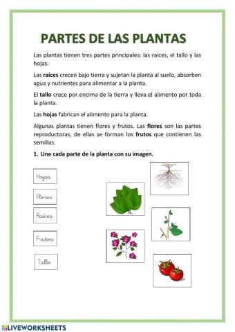 Partes de las plantas