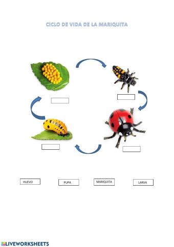 Ciclo vida Mariquita