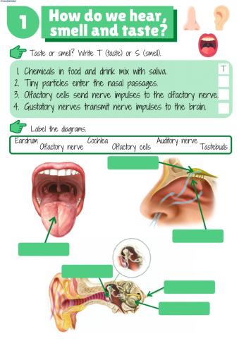 How do we hear, smell and taste?