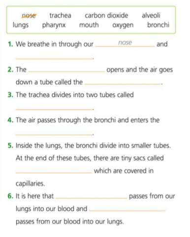 Respiratory System Process