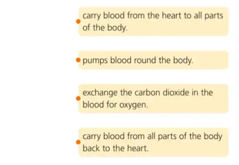 Circulatory System