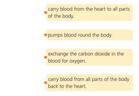 Circulatory System