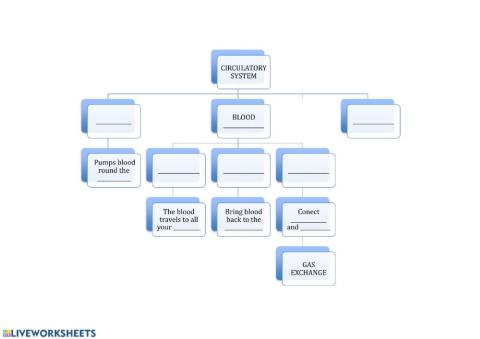 Circulatory System Process