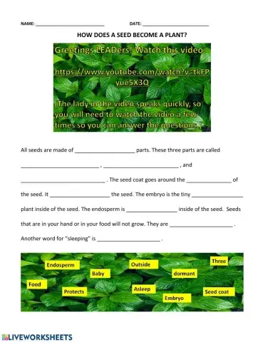 How does a seed become a plant?