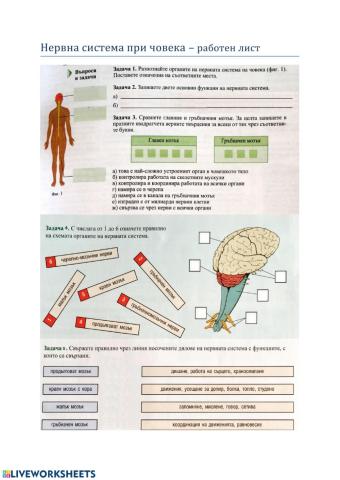 Нервна система при човека