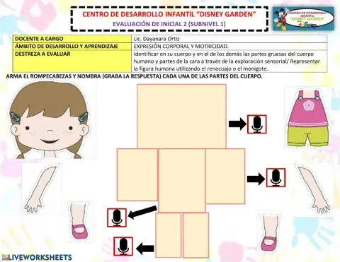 Las partes gruesas del cuerpo humano