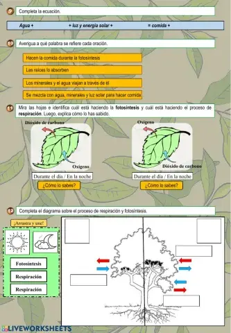 Actividades sobre las plantas 2