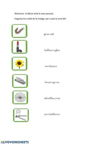 Les paraules compostes i el camp semàntic