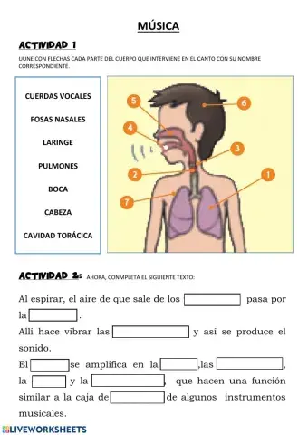 Partes del cuerpo que intervienen en el sonido