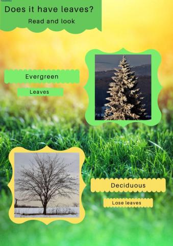 Evergreen or deciduous