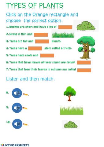 types of PLANTS