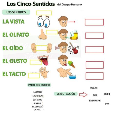 Los sentidos