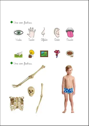 Cuerpo humano y sentidos