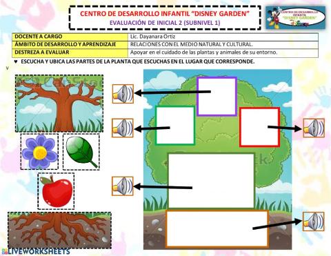 Las partes de la planta