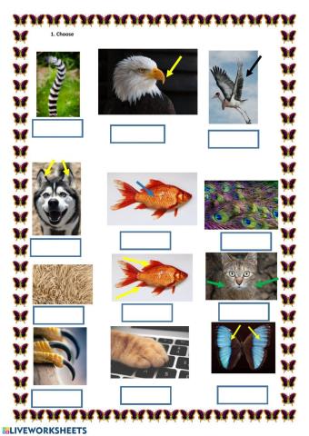 Parts of the animals