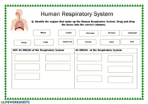 Respiratory System