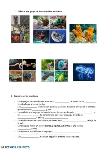 Animales invertebrados