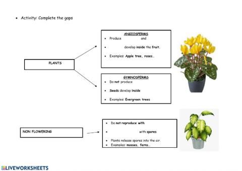 Plants mind map