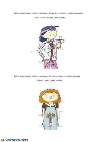 Aparatos circulatorio y excretor