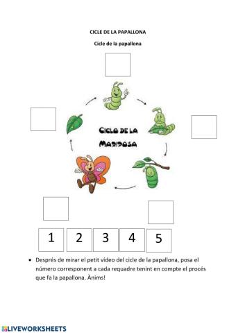 El cicle de la papallona