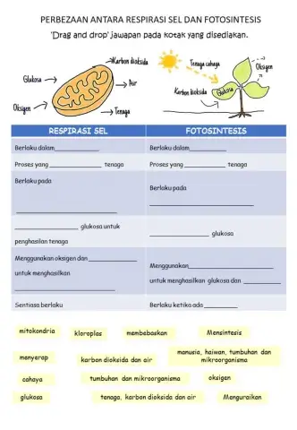 Perbezaan Respirasi Sel dan Fotosintesis