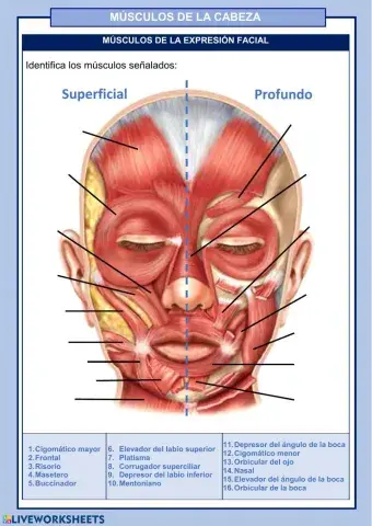MÚSCULOS DE LA CABEZA