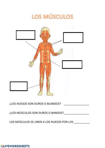 4 Músculos del cuerpo humano