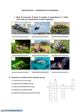 Vertebrates and invertebrates