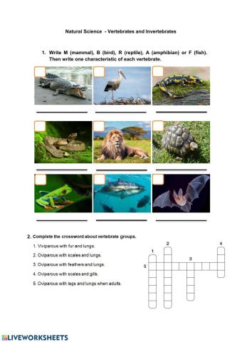 Vertebrates and invertebrates