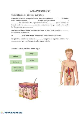 La excreción. Aparato excretor y glándulas sudoríparas